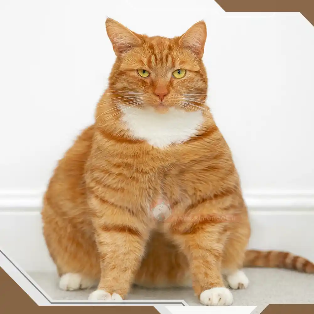 گربه دارای اضافه وزن