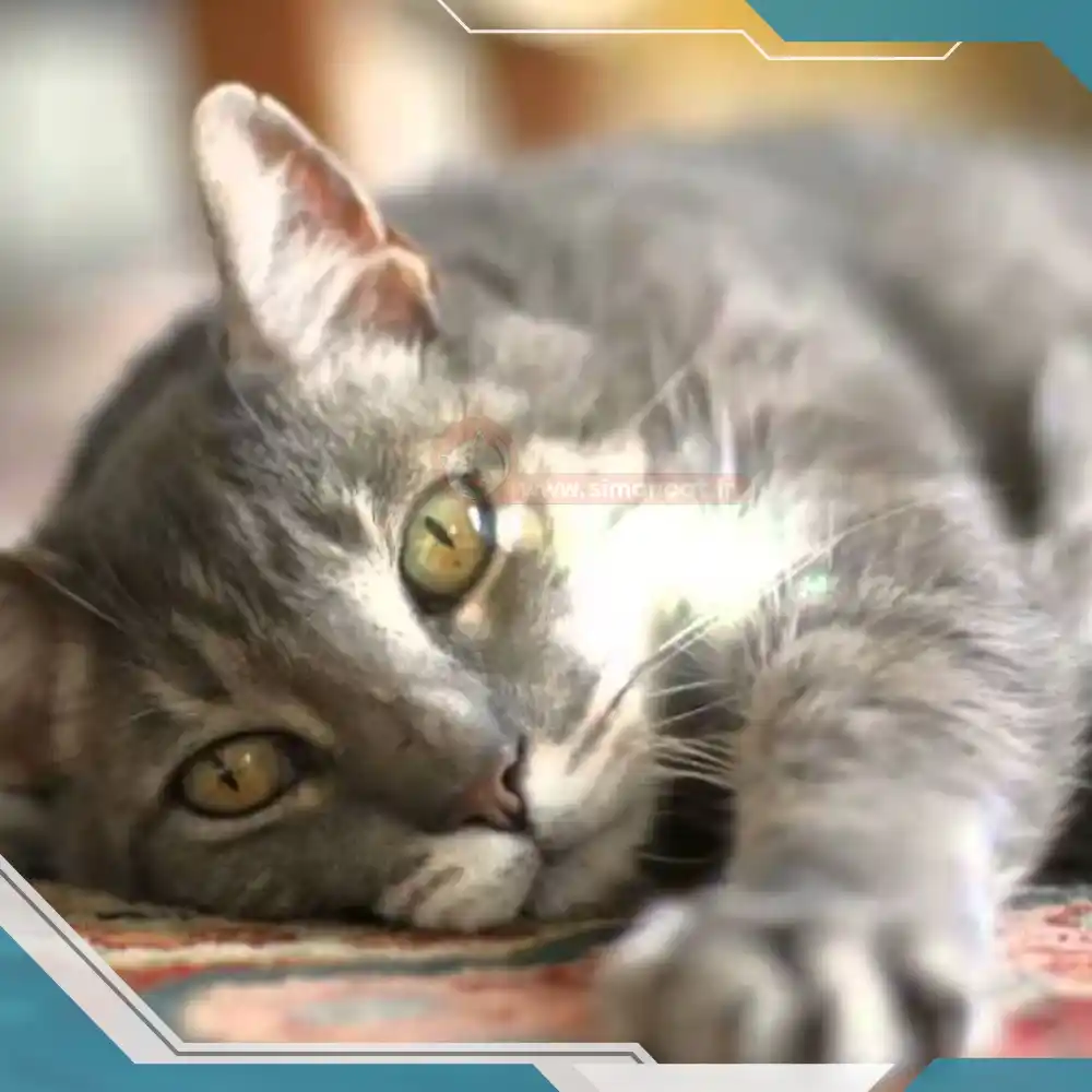 گربه دارای مشکلات حرکتی