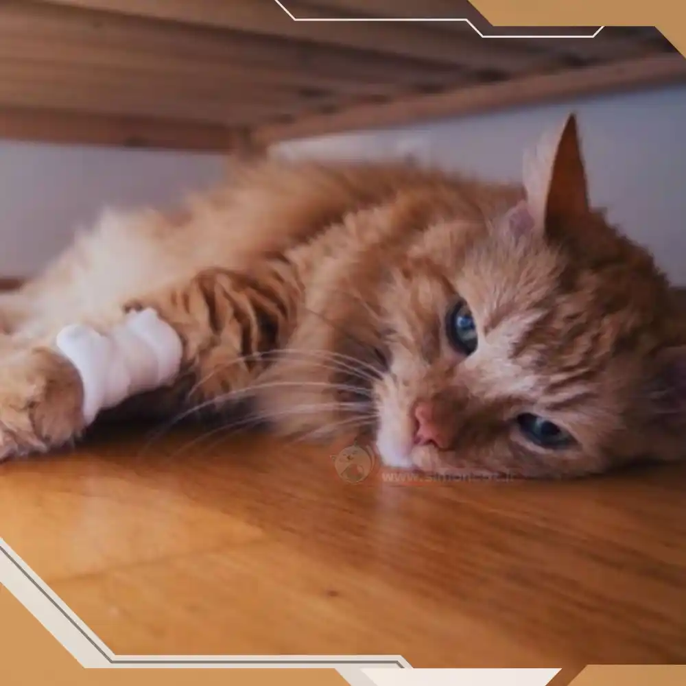 گربه مبتلا به مشکلات جسمی