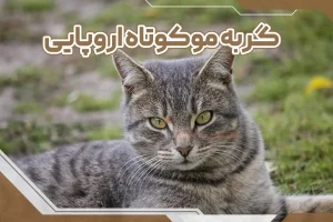 گربه مو کوتاه اروپایی