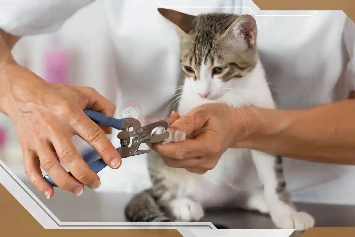 گرفتن ناخن گربه
