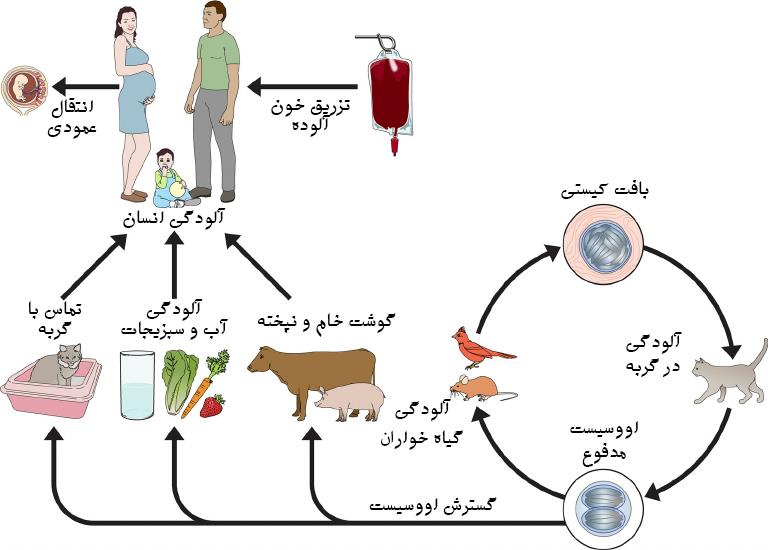 توکسوپلاسموز