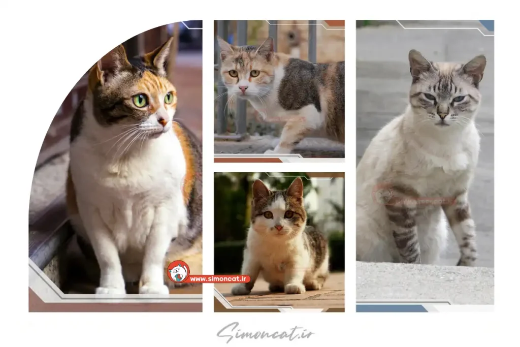 آشنایی با گربه های مو کوتاه خیابانی (DTS) + رازهای مراقبت از آنها