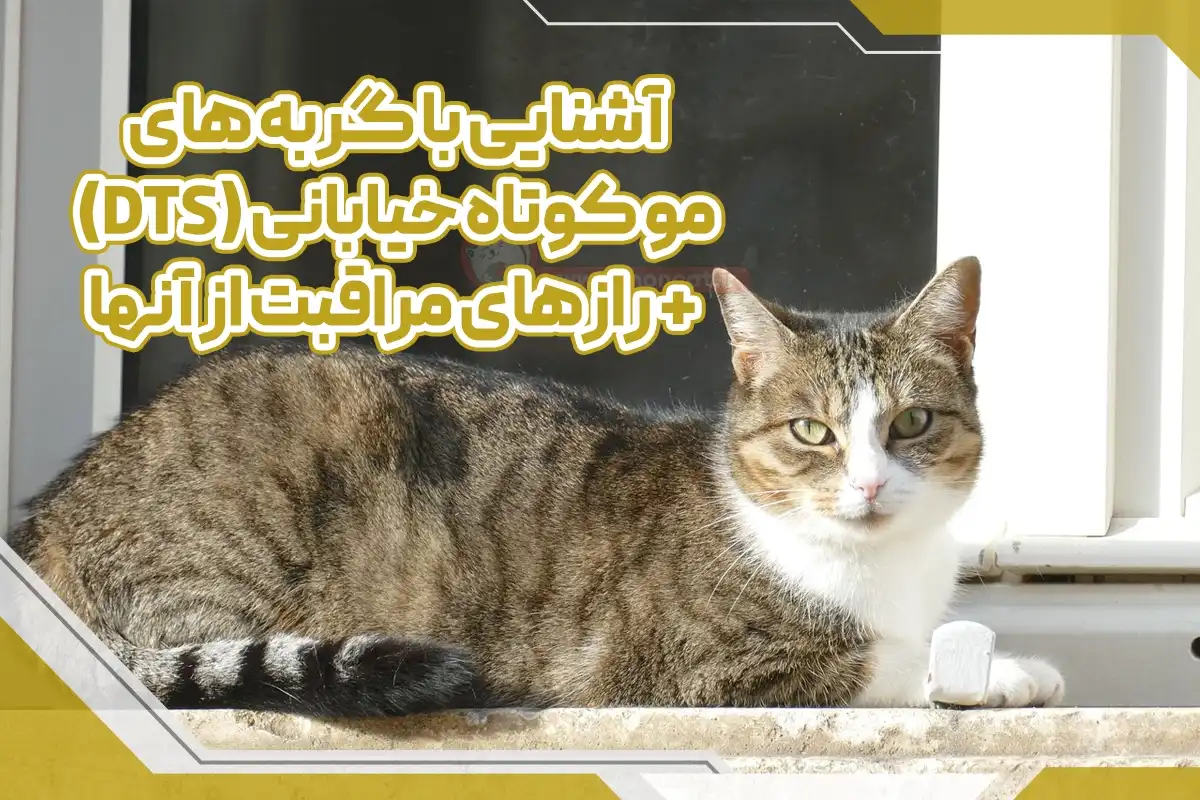 آشنایی با گربه های مو کوتاه خیابانی