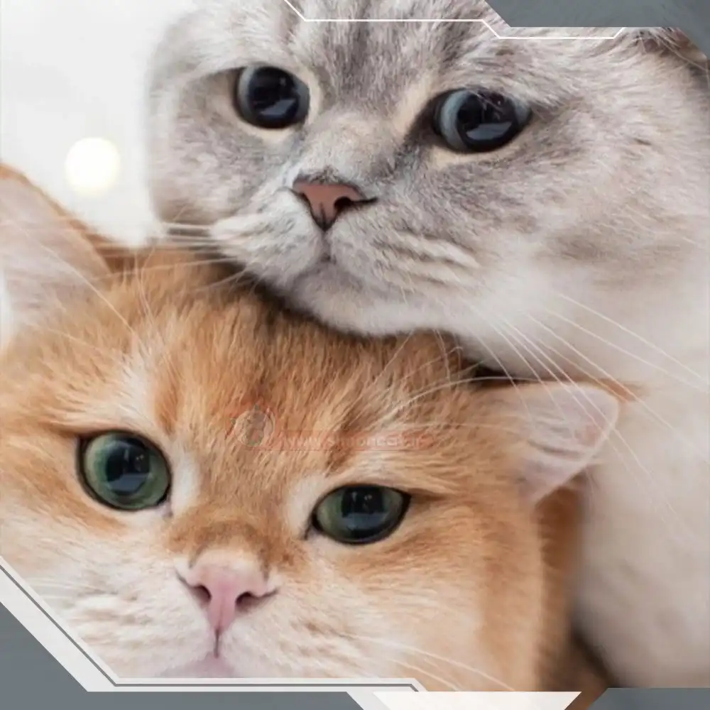 اشتباهات درباره گربه ها