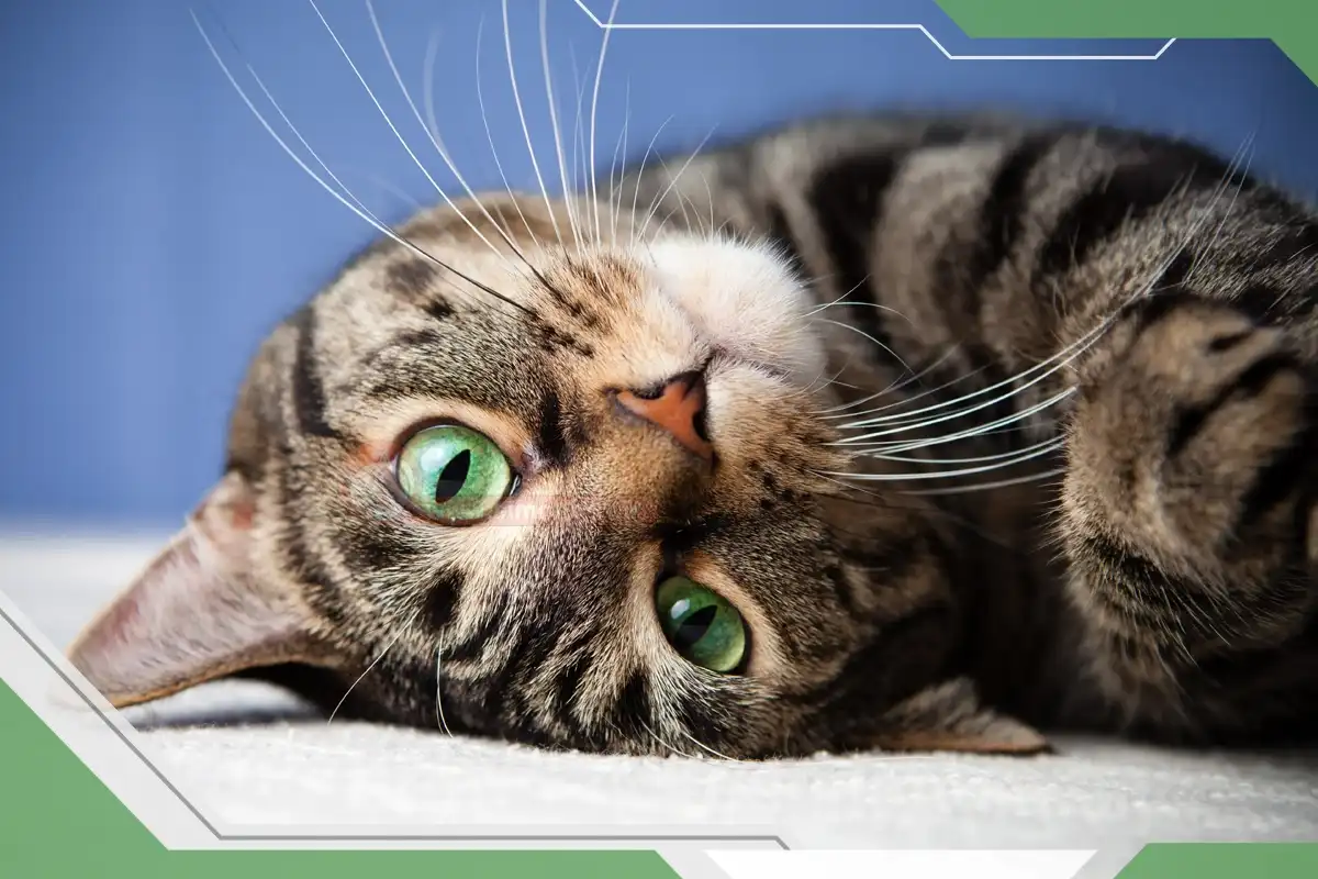 باور و تفکرات اشتباه درباره گربه