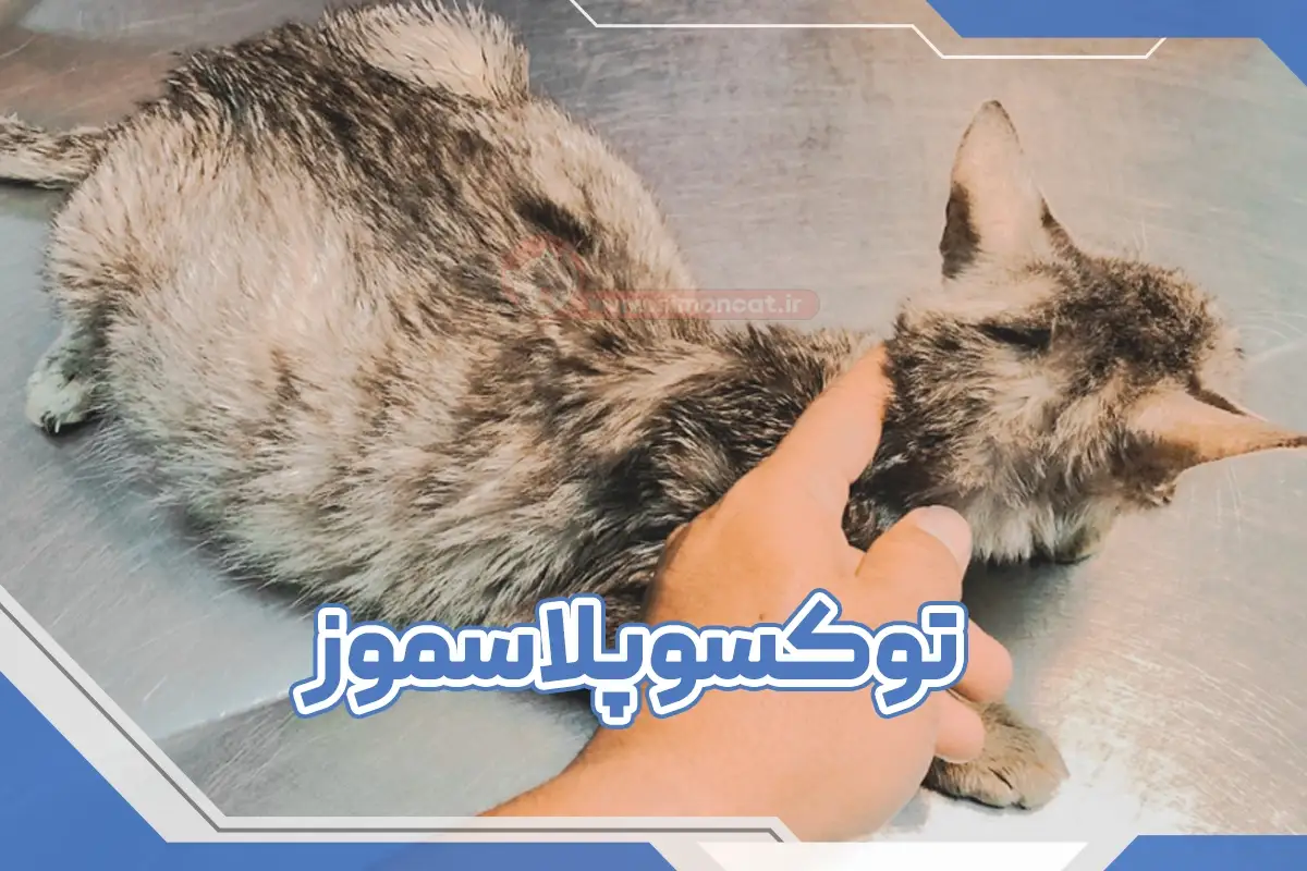 بیماری توکسوپلاسموز در گربه