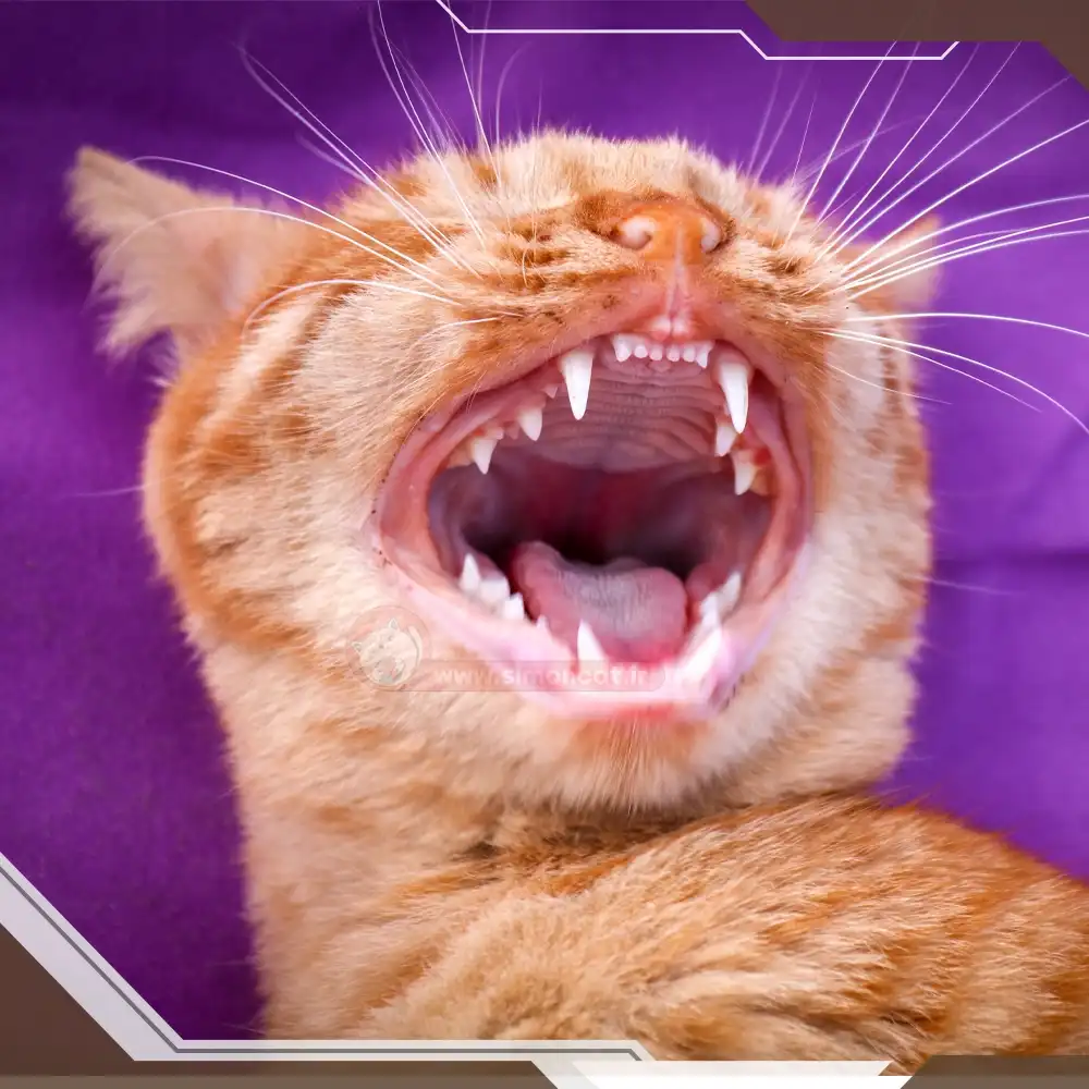 بیماری های دهان و دندون در گربه