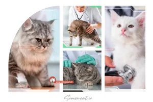 بیماری های گوارشی گربه ها