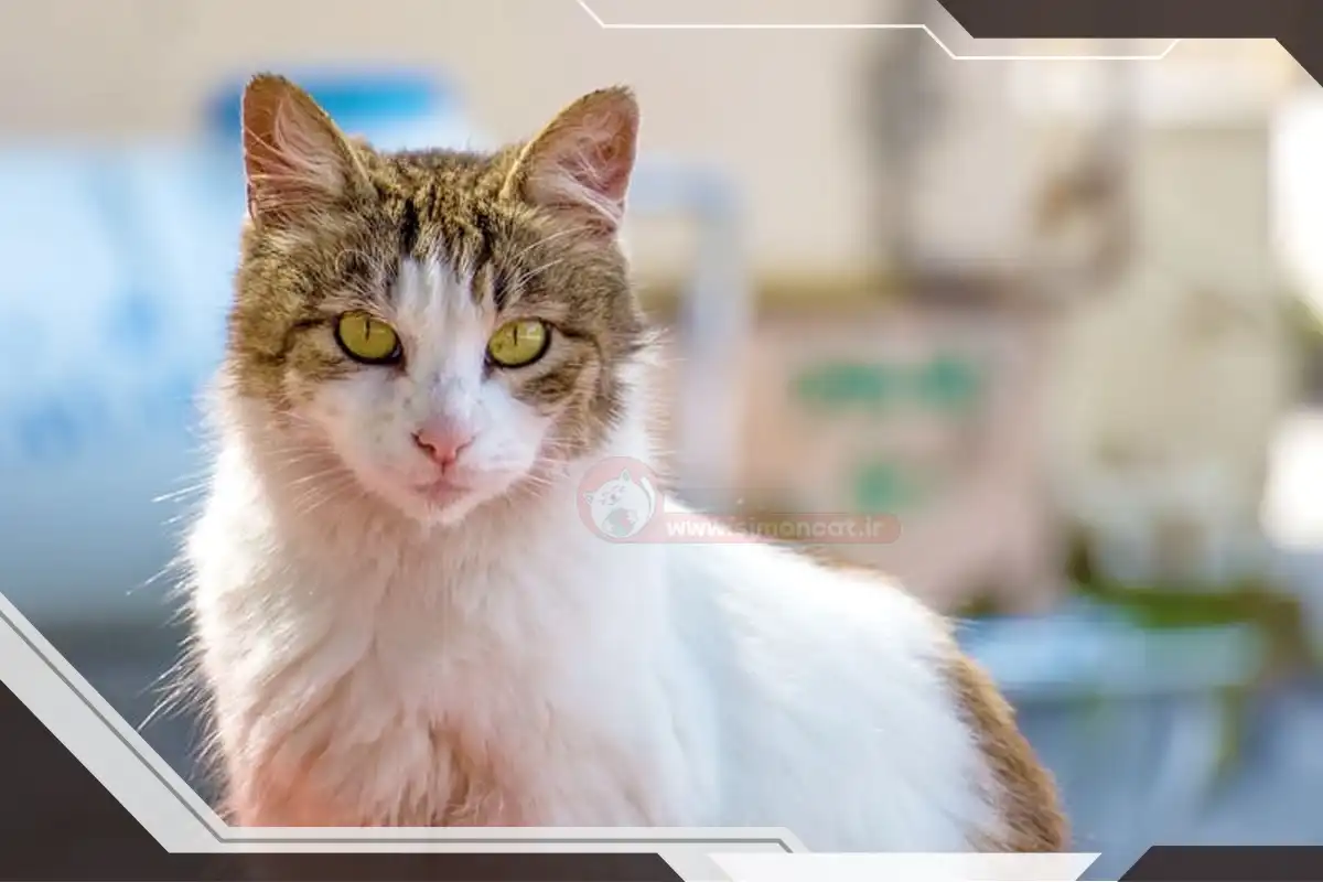 بیماری پوستی گربه