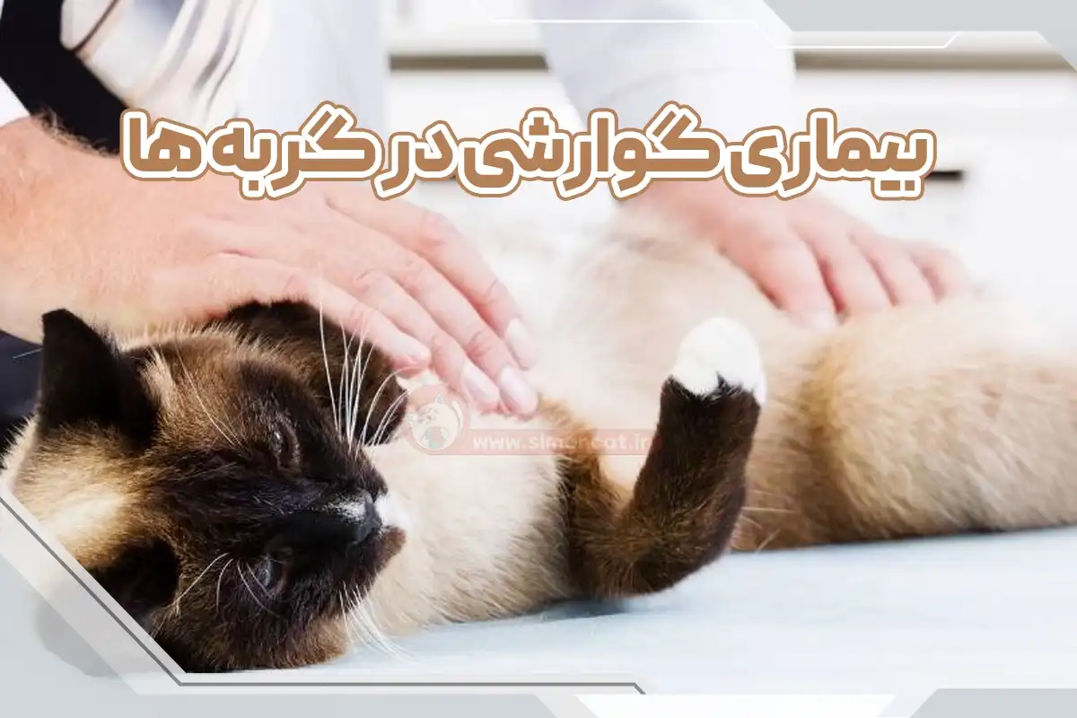 بیماری گوارشی در گربه ها