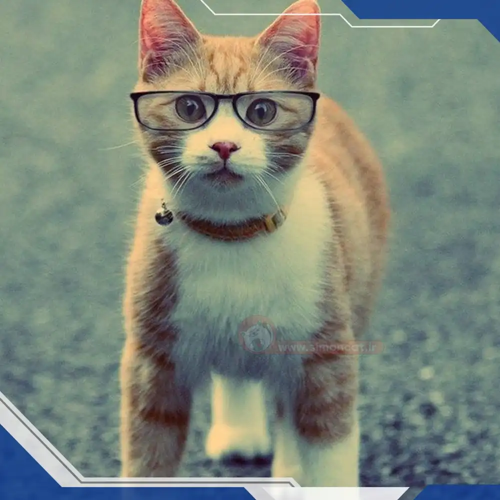 تفکر اشتباه درباره گربه