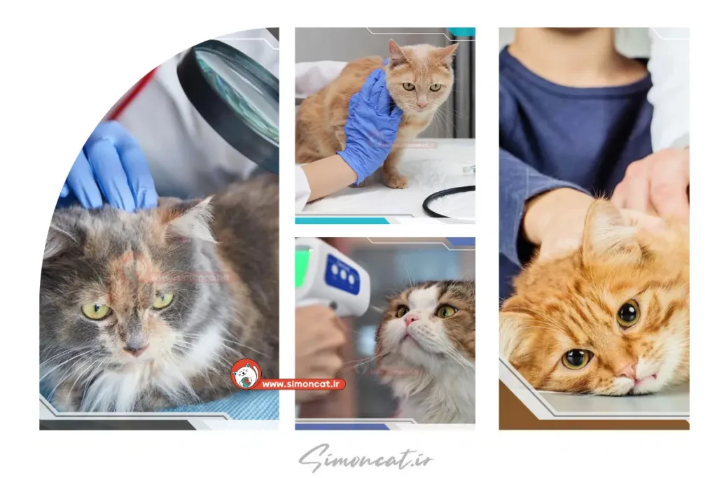 توکسوپلاسموز