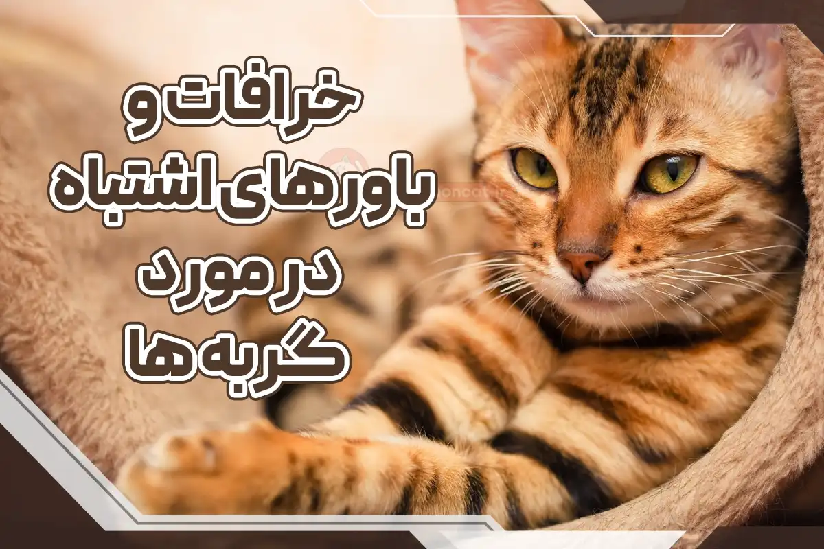 خرافات درباره گربه