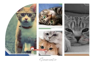 خرافات و باورهای اشتباه در مورد گربه ها