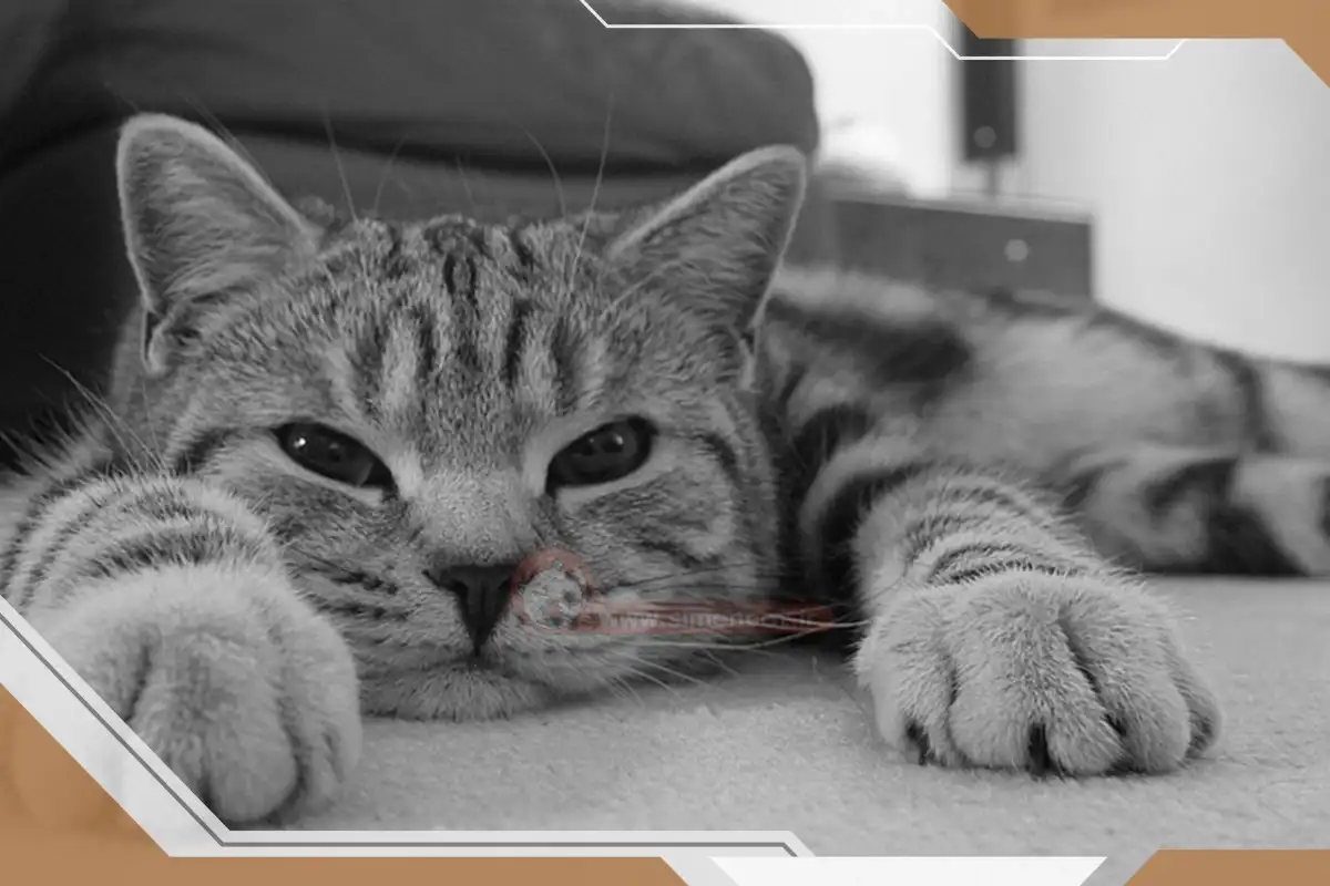 خرافه درباره گربه