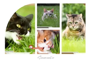 دلیل علف خوردن گربه ها چیست؟