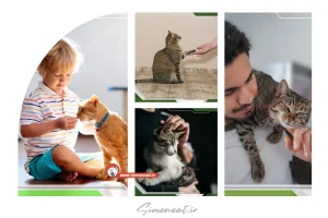 دلیل هدیه دادن گربه به صاحب خود