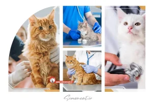 راهنمای چکاپ و معاینه گربه