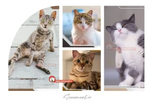 سلامت پوست گربه