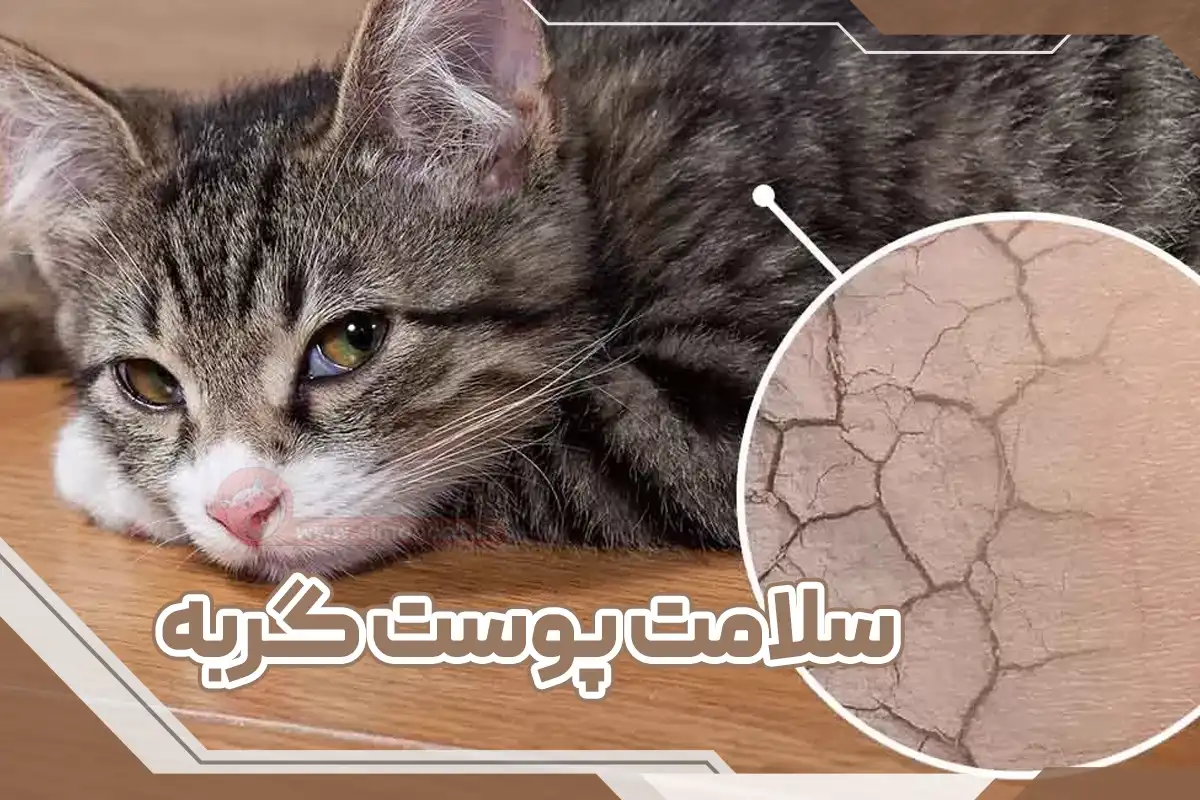 سلامت پوست گربه ها