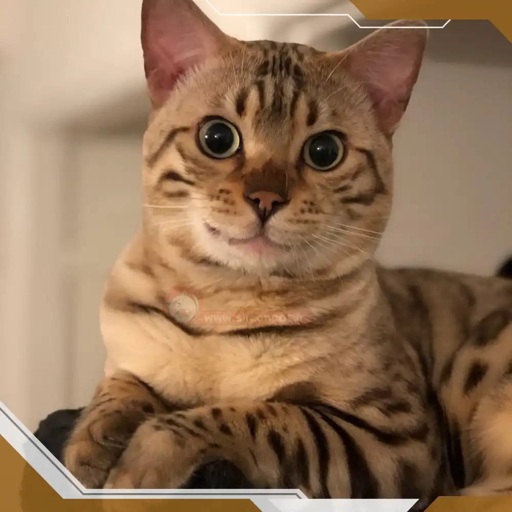 سلامتی پوست گربه