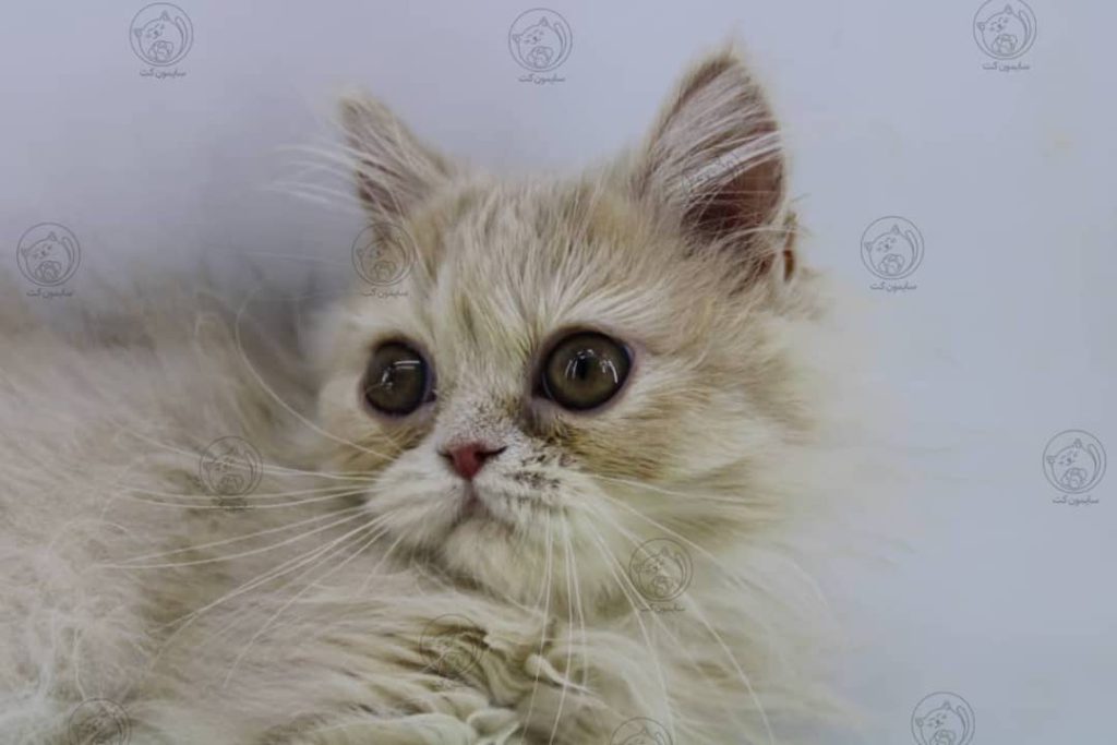 شناخت رفتارهای گربه ها