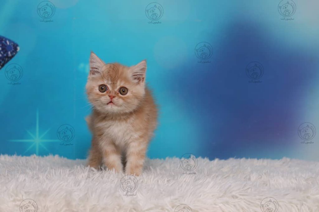 علائم بیماری در گربه