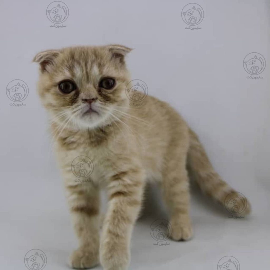 علت علف خوردن گربه
