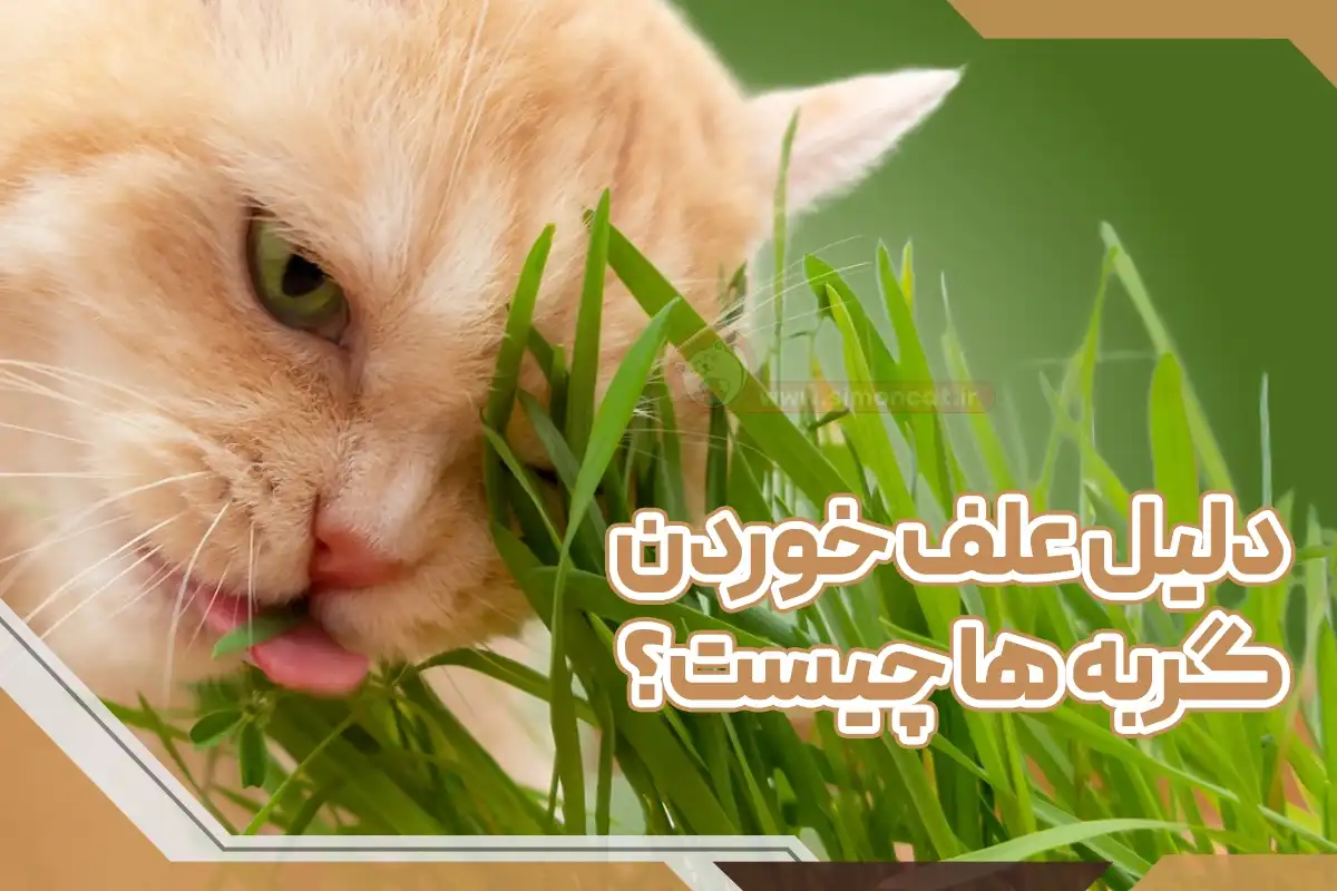 علت علف خوردن گربه