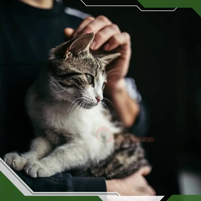 علت هدیه دادن گربه