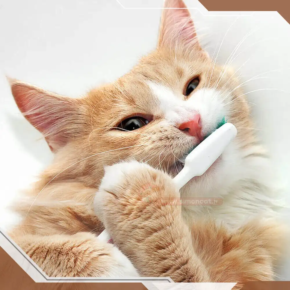 مسواک زدن دندون