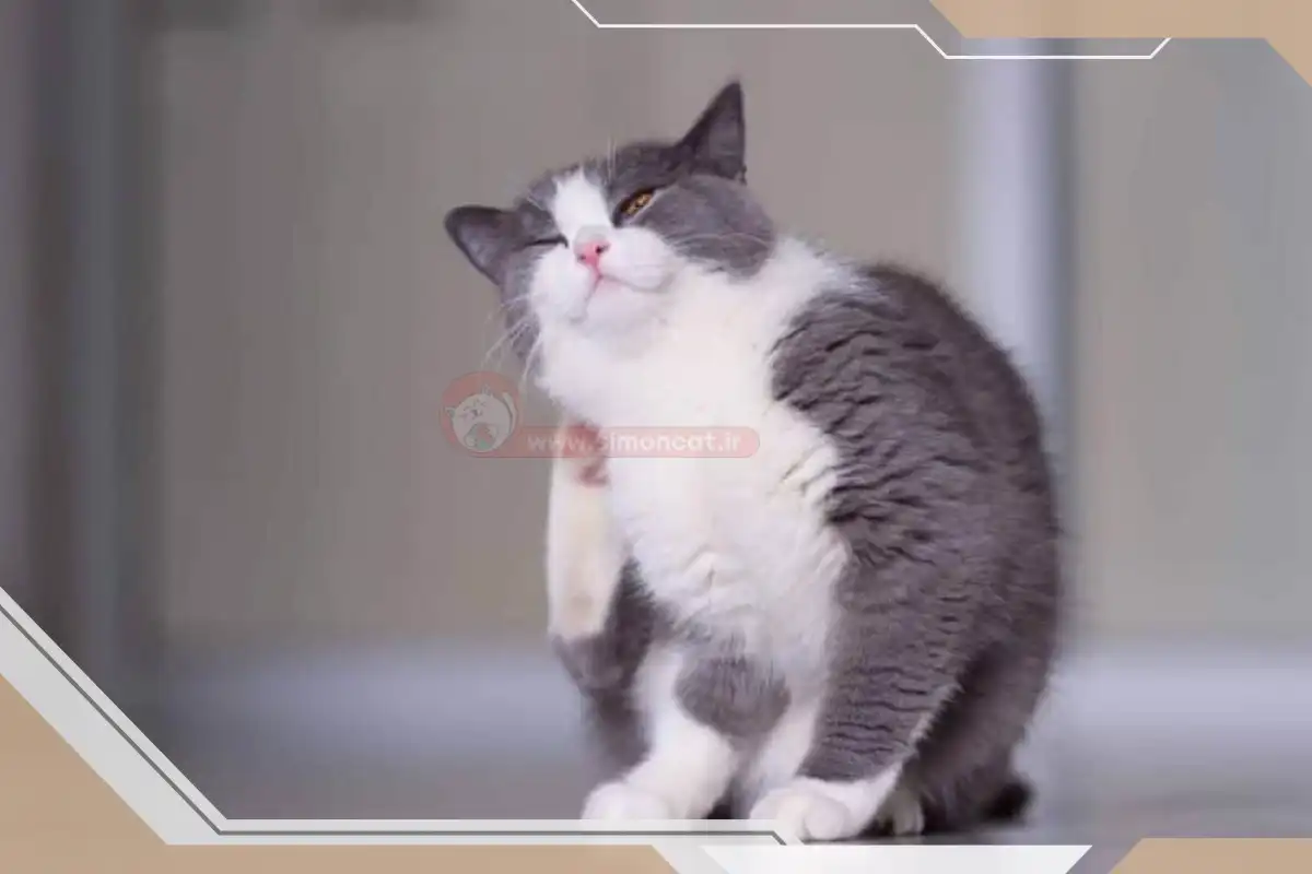 مشکلات پوستی گربه