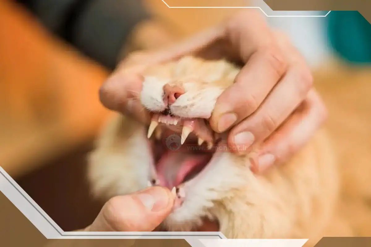 نشانه های دراومدن دندون در گربه