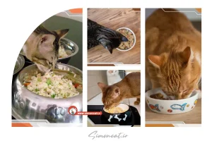 نکات پختن غذای خانگی برای گربه ها