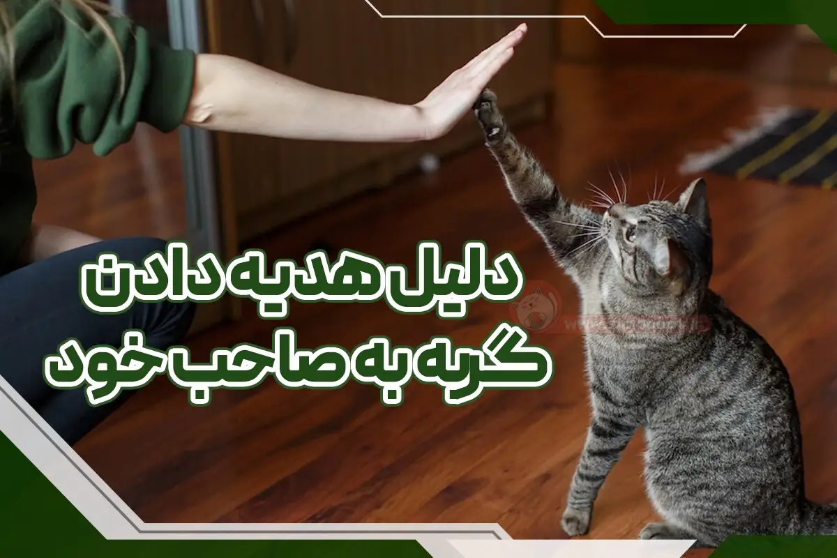 هدیه دادن گربه به صاحب خود