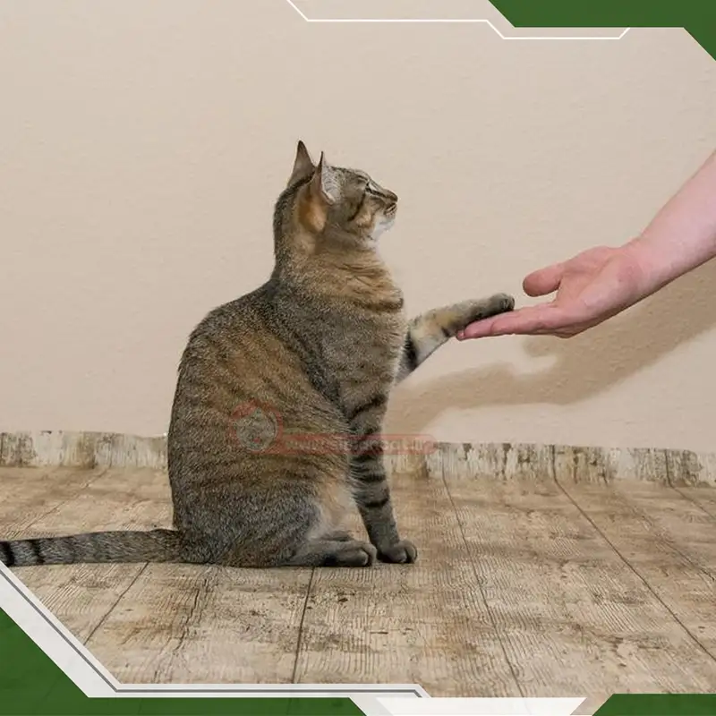 هدیه دادن گربه