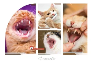 هر چیزی که باید در مورد دندون گربه بدونید