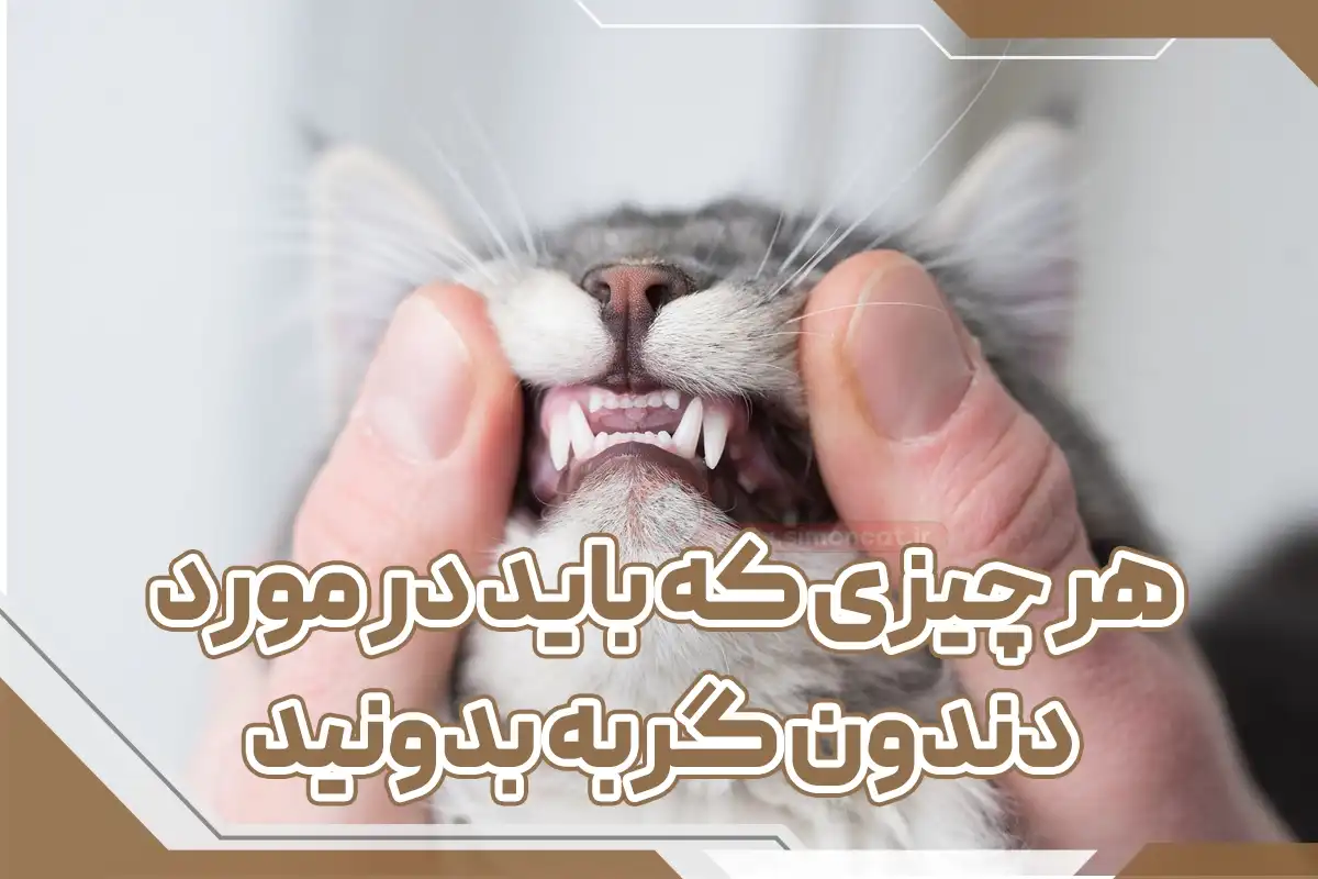 هرچیزی که باید در مورد دندان گربه بدونید