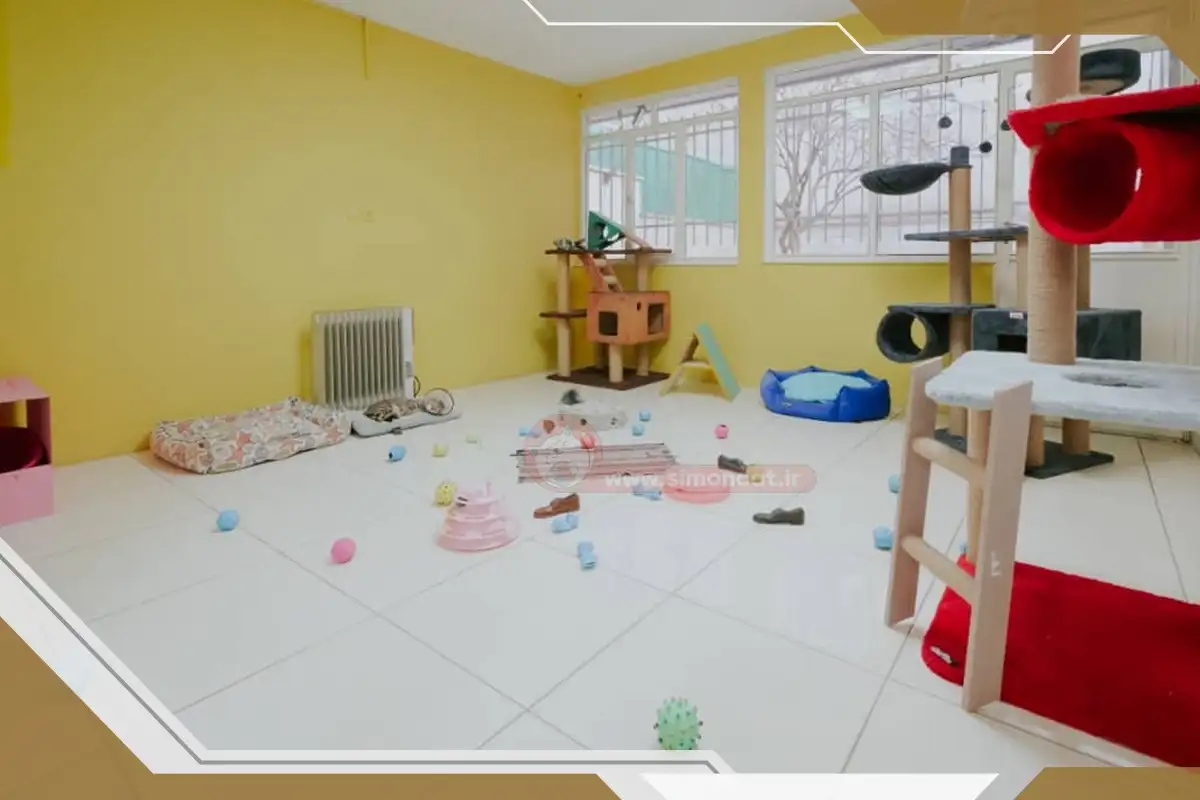 پانسیون گربه در تهران