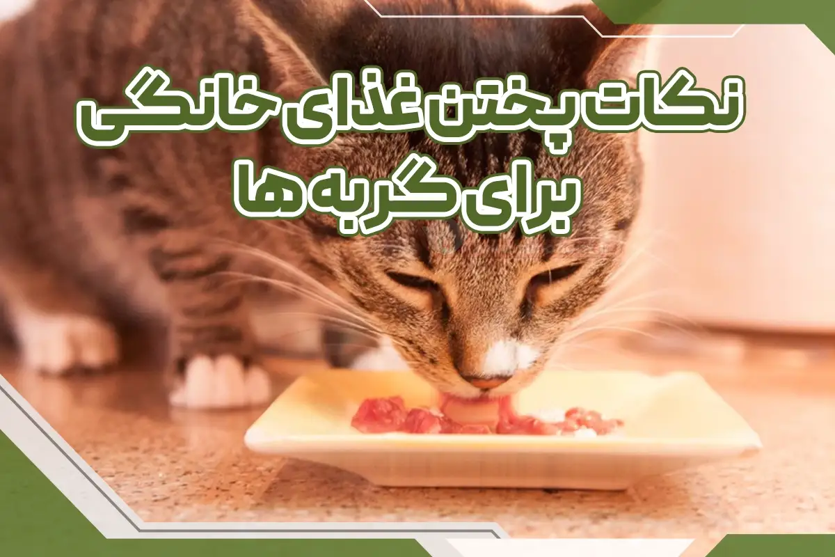 پختن غذای خانگی برای گربه ها