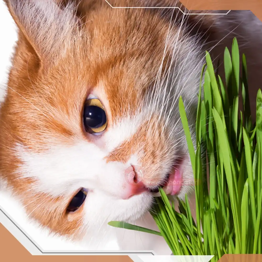 کنترل کردن گربه از خوردن علف