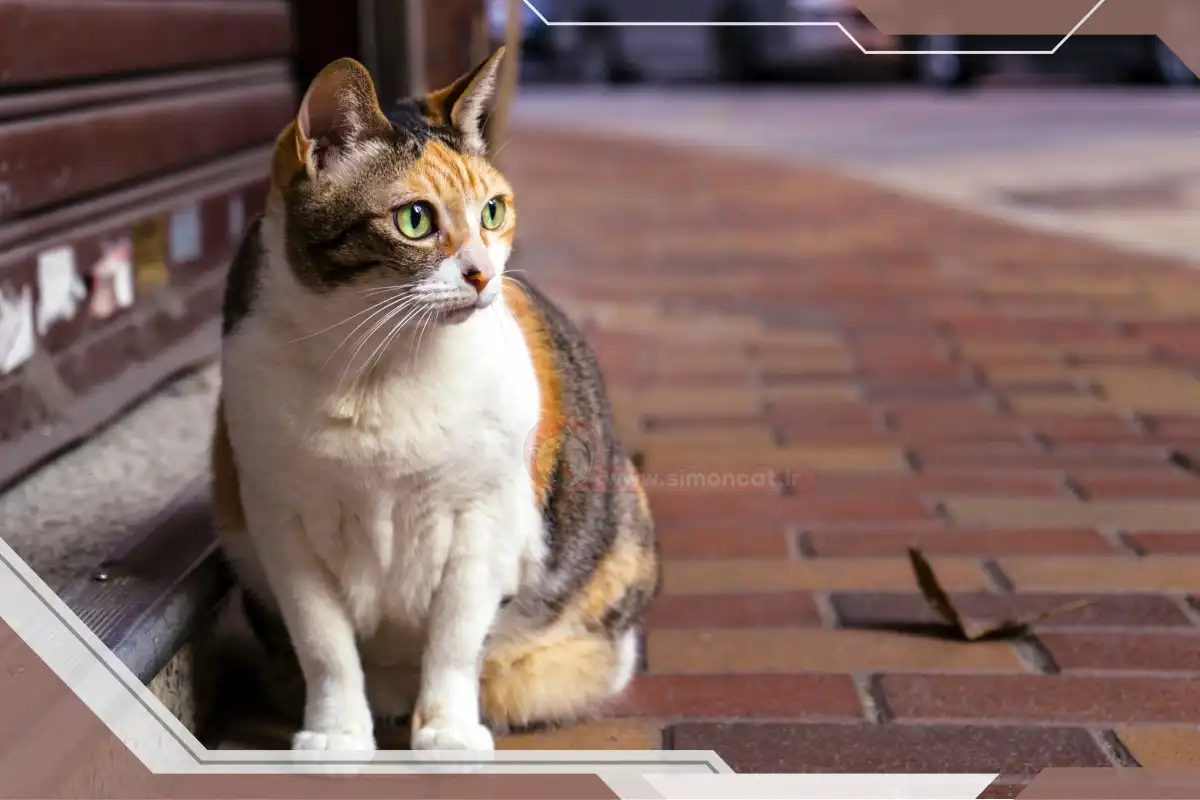 گربه مو کوتاه خیابونی