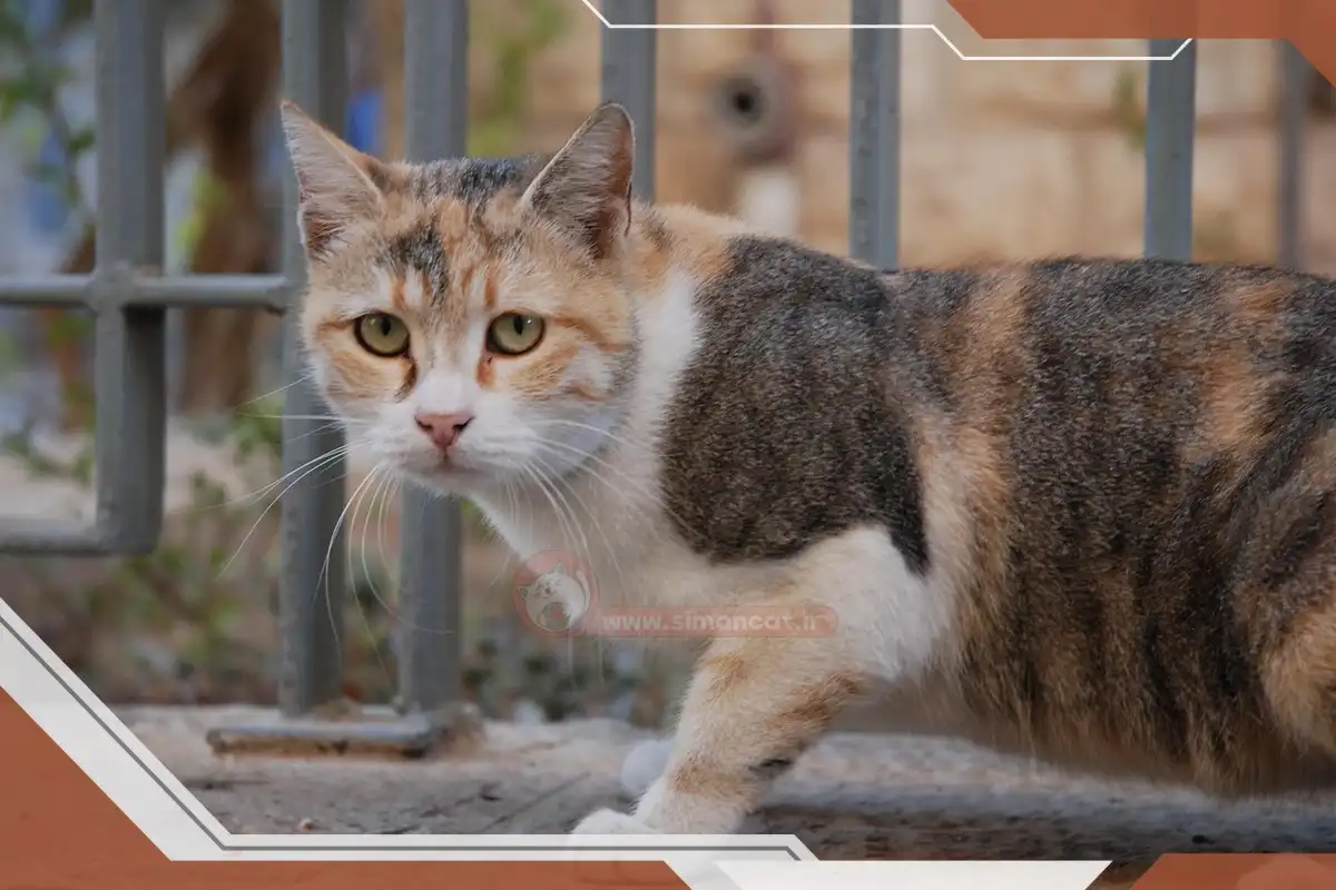 گربه موکوتاه خیابونی