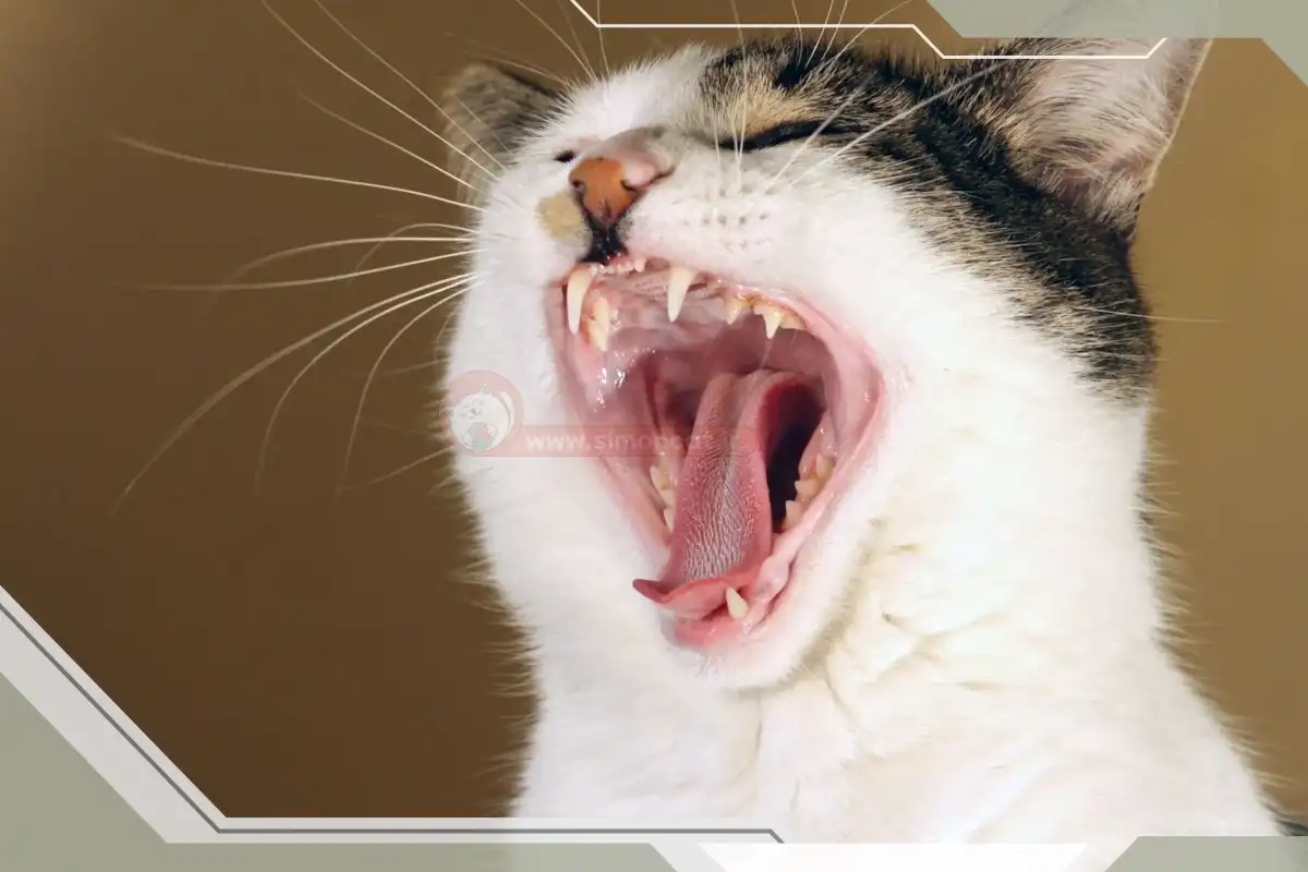 گربه چند تا دندان دارد؟
