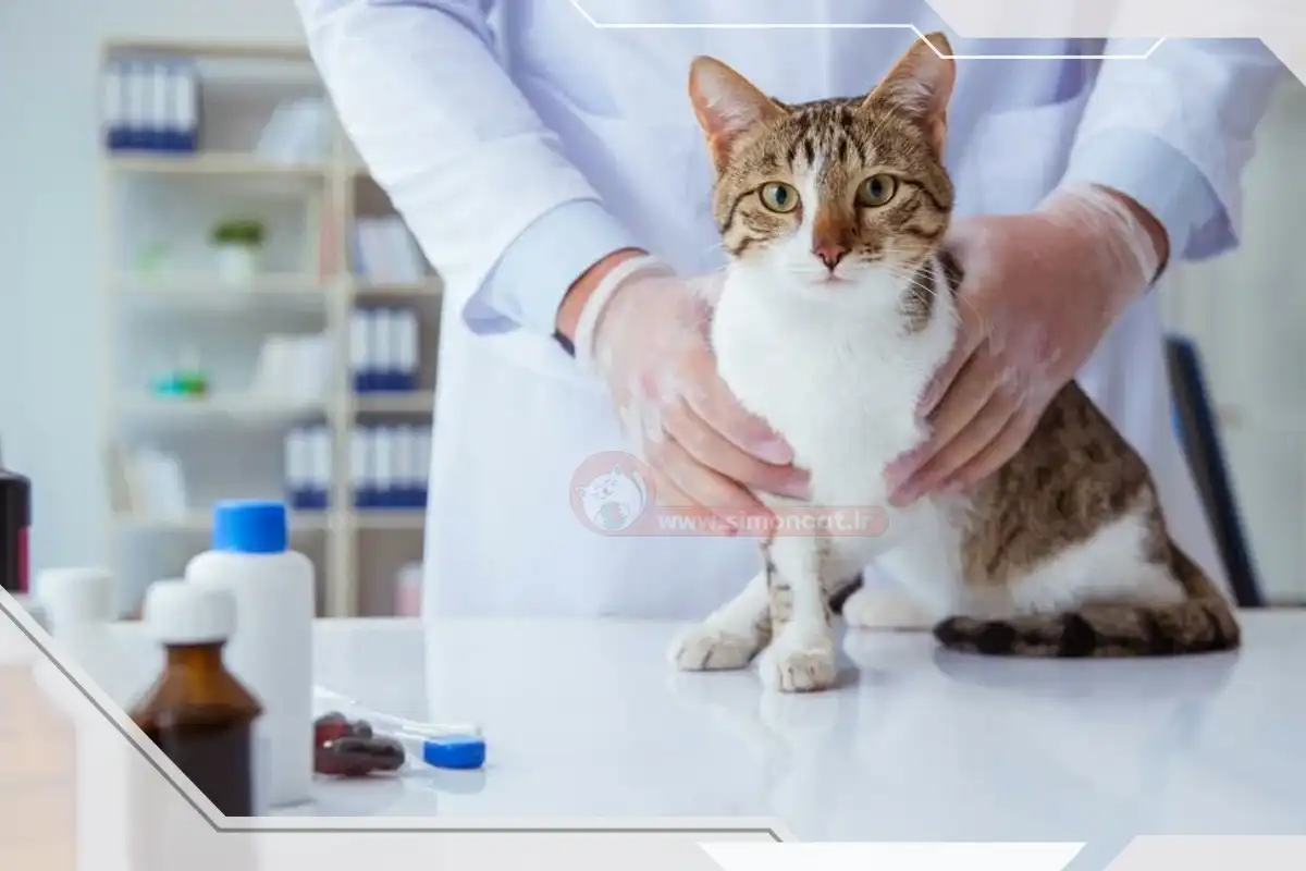 آسیب های بعد از عمل سزارین گربه