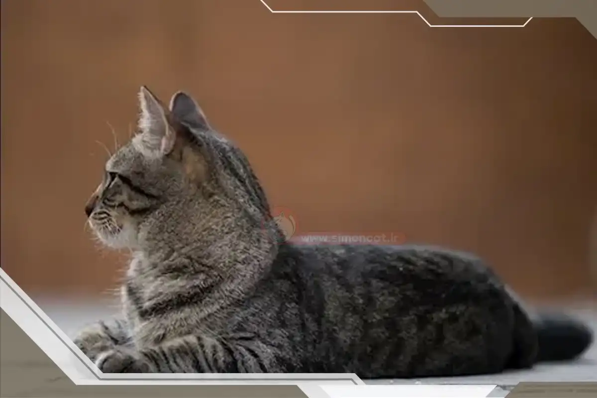 انواع قارچ درماتوفیت گربه