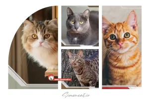 انواع نژاد گربه در ایران