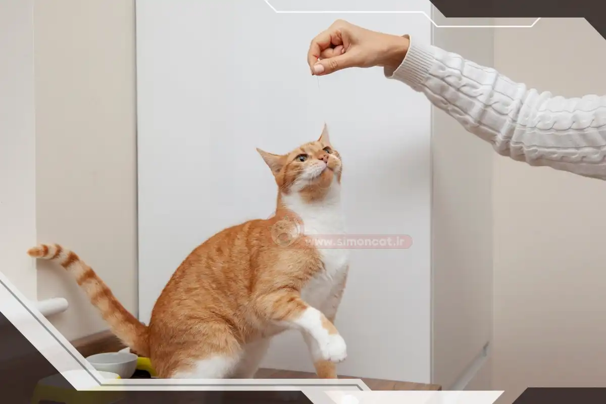 به هیچ عنوان گربه را مجازات نکنید