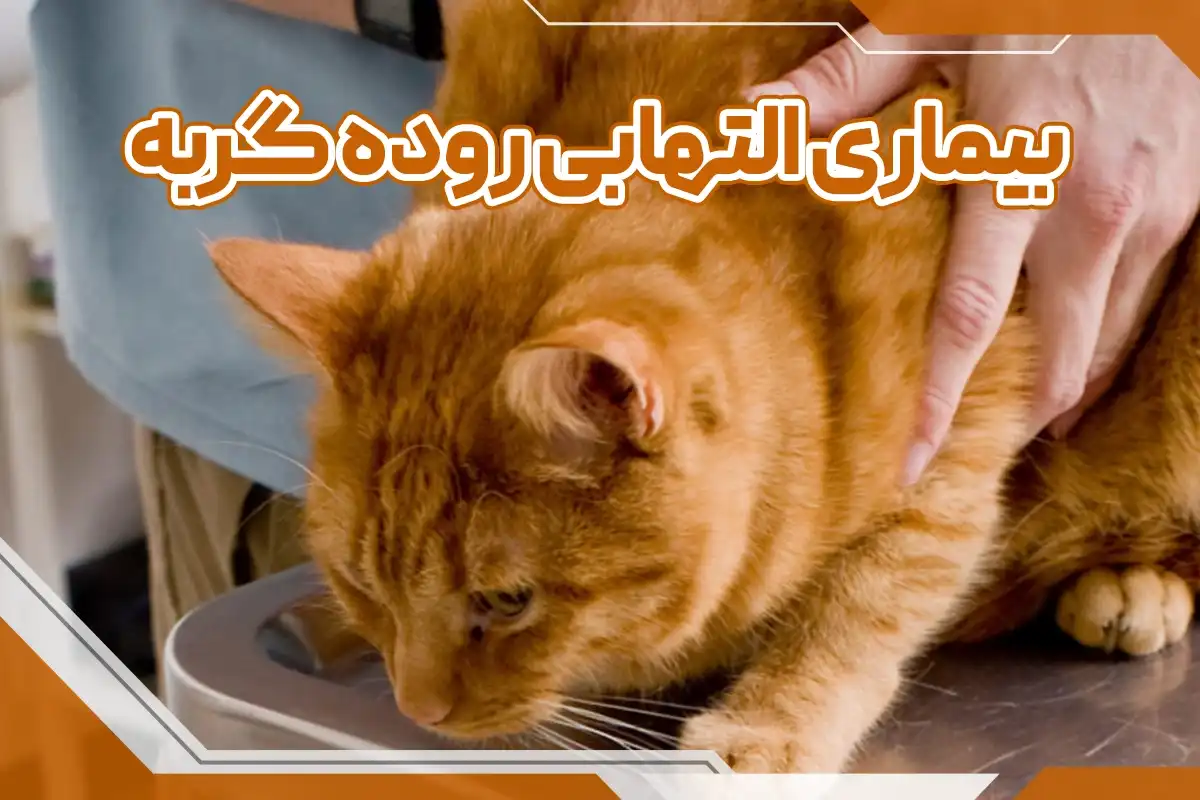 بیماری التهاب روده گربه